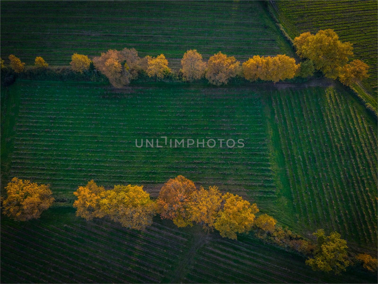 France, Gironde, Tabanac, Aerial view of the vineyard and wooded areas of Chateau le Pic in the Bordeaux vineyards at sunset. High quality photo