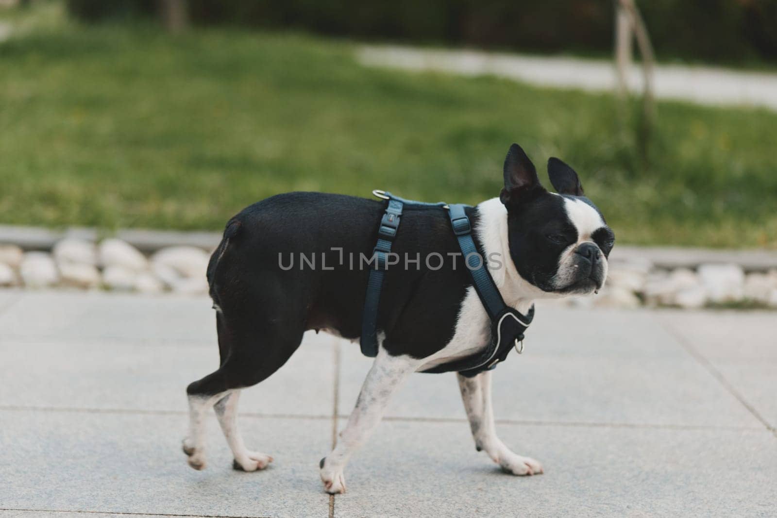 Boston terrier dog wearing blue harness walking on paved path with green grass background, black and white fur, pet, animal, canine, outdoor lifestyle concept