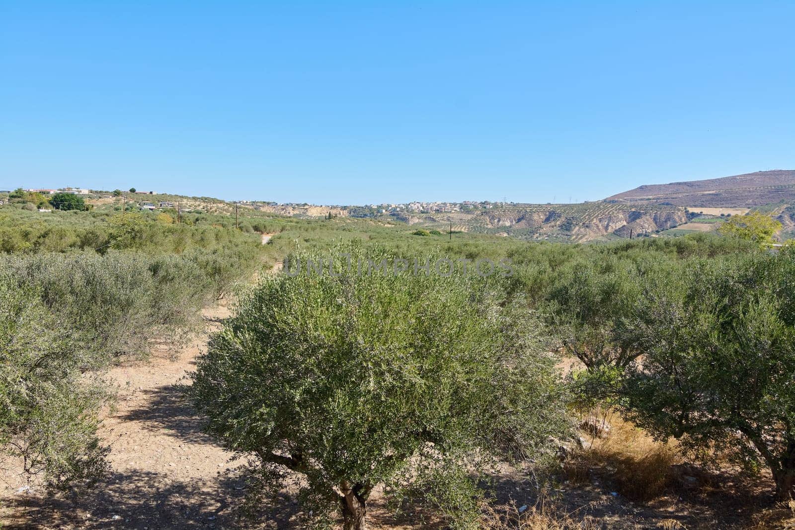 Olive trees thriving in fertile Mediterranean soil, creating a picturesque landscape with sunlight filtering through branches and casting shadows.