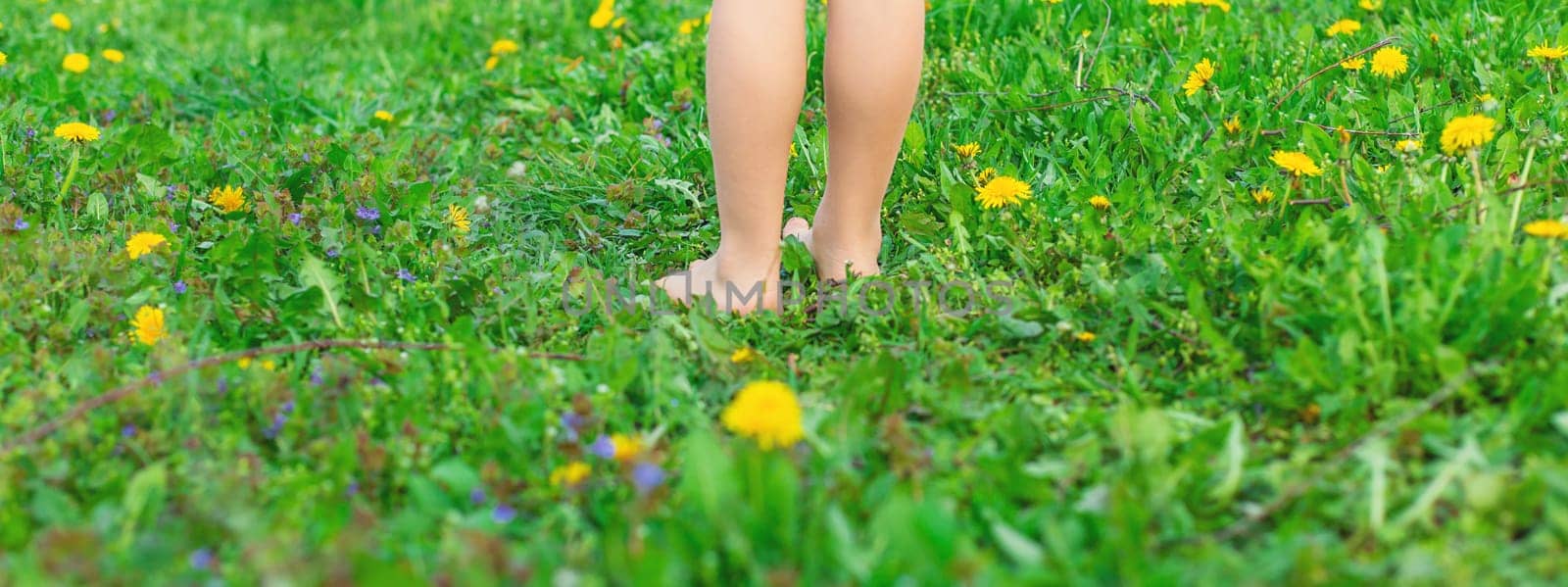 child feet in a garden with dandelions. Selective focus. kid,