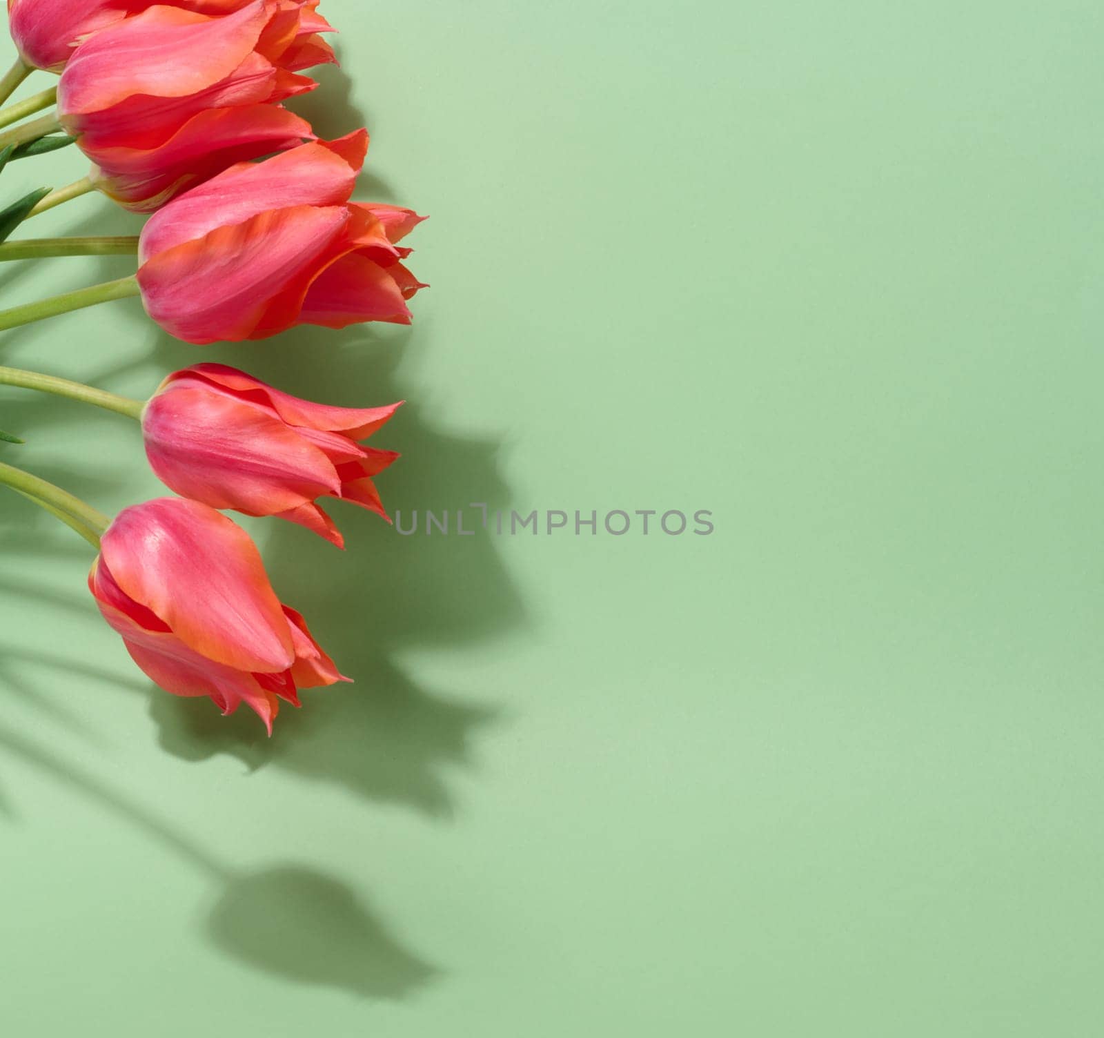 A bunch of vibrant pink tulips with ruffled petals and green stems lies on a soft light green background, copy space