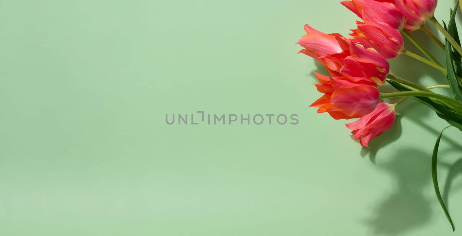 A bunch of vibrant pink tulips with ruffled petals and green stems lies on a soft light green background, copy space