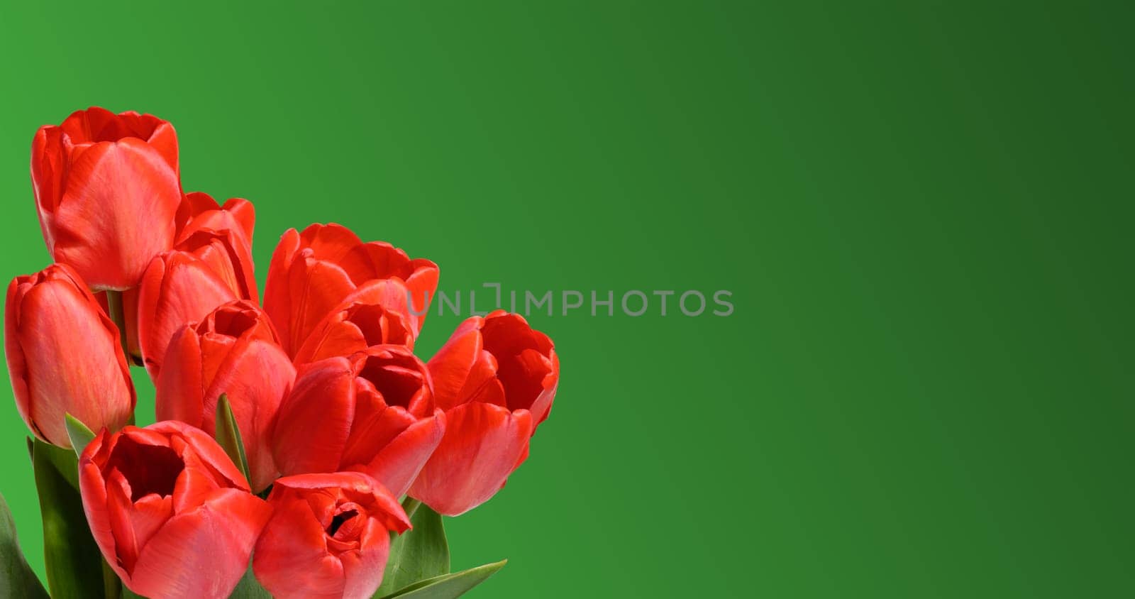 Bouquet of several vibrant red tulip flowers with green stems and leaves, green background. Copy space