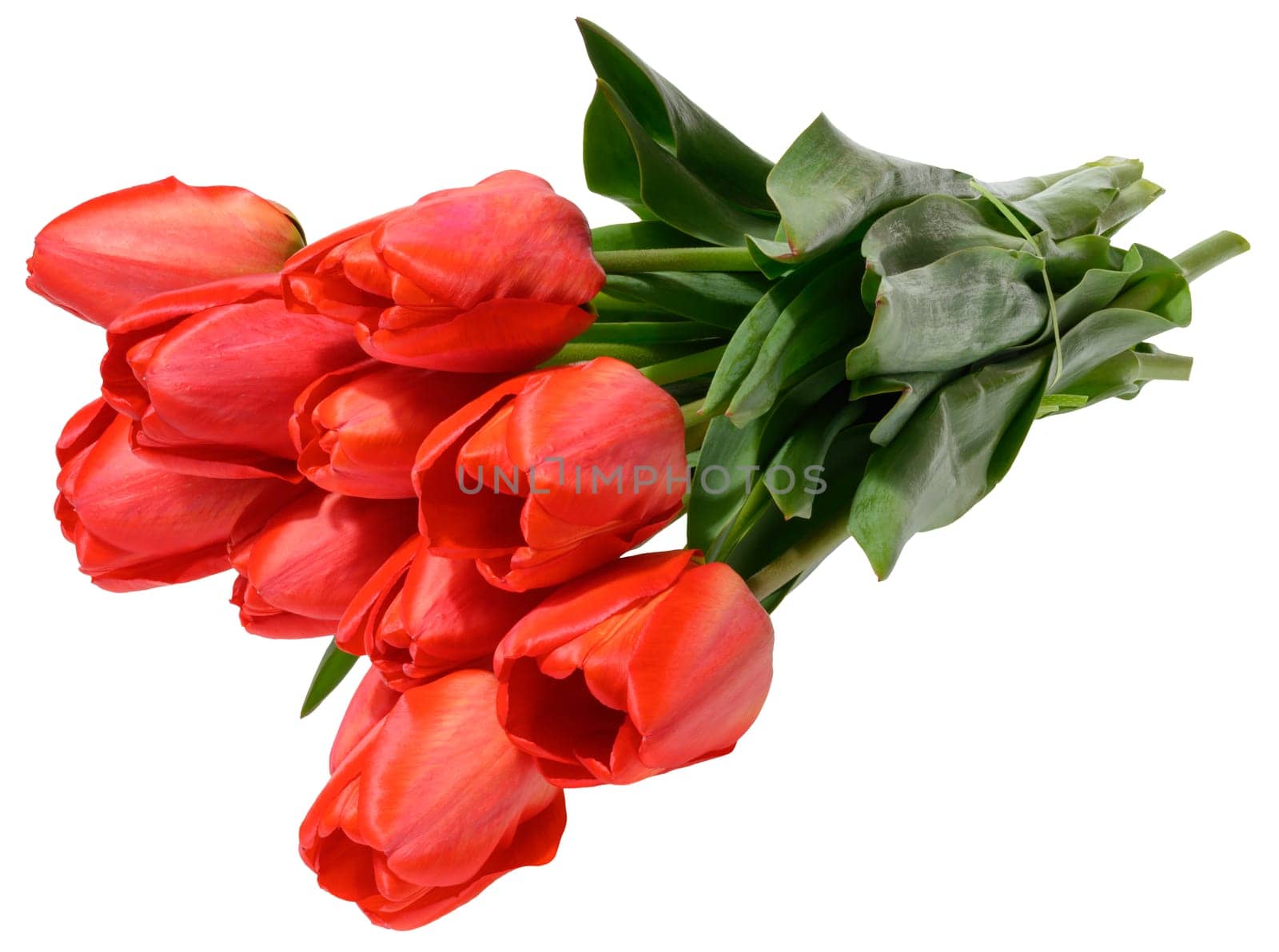 Tied bouquet of several vibrant red tulip flowers with green stems and leaves, isolated background