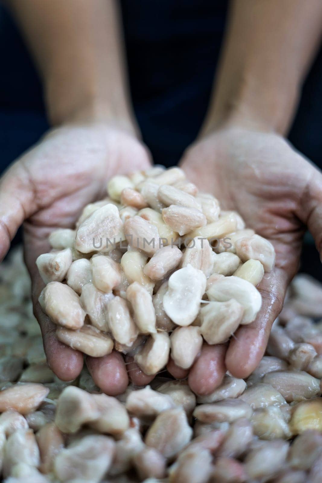Holding Ripe Cocoa Beans In Hand, Background for advertising and wallpaper in food and harvest scene.