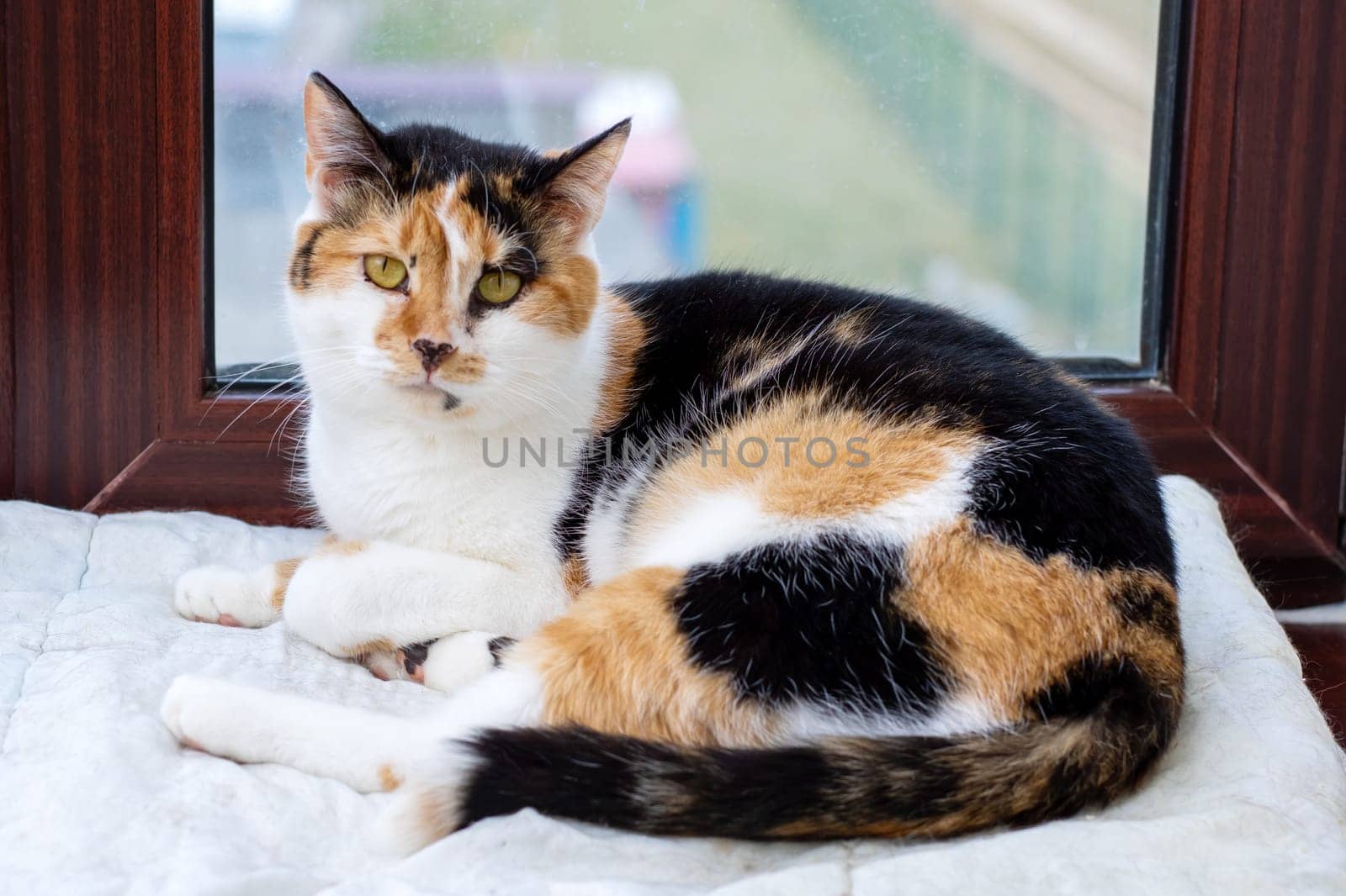 A beautiful calico cat is laying peacefully on a cozy blanket right in front of a sunny window, enjoying the warmth of the day