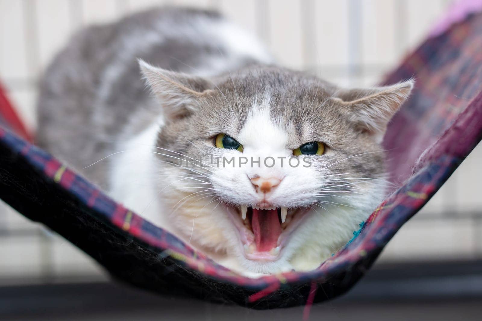 A gray and white cat is comfortably laying in a soft hammock with its mouth open wide, appearing relaxed and content as it basks in the moment