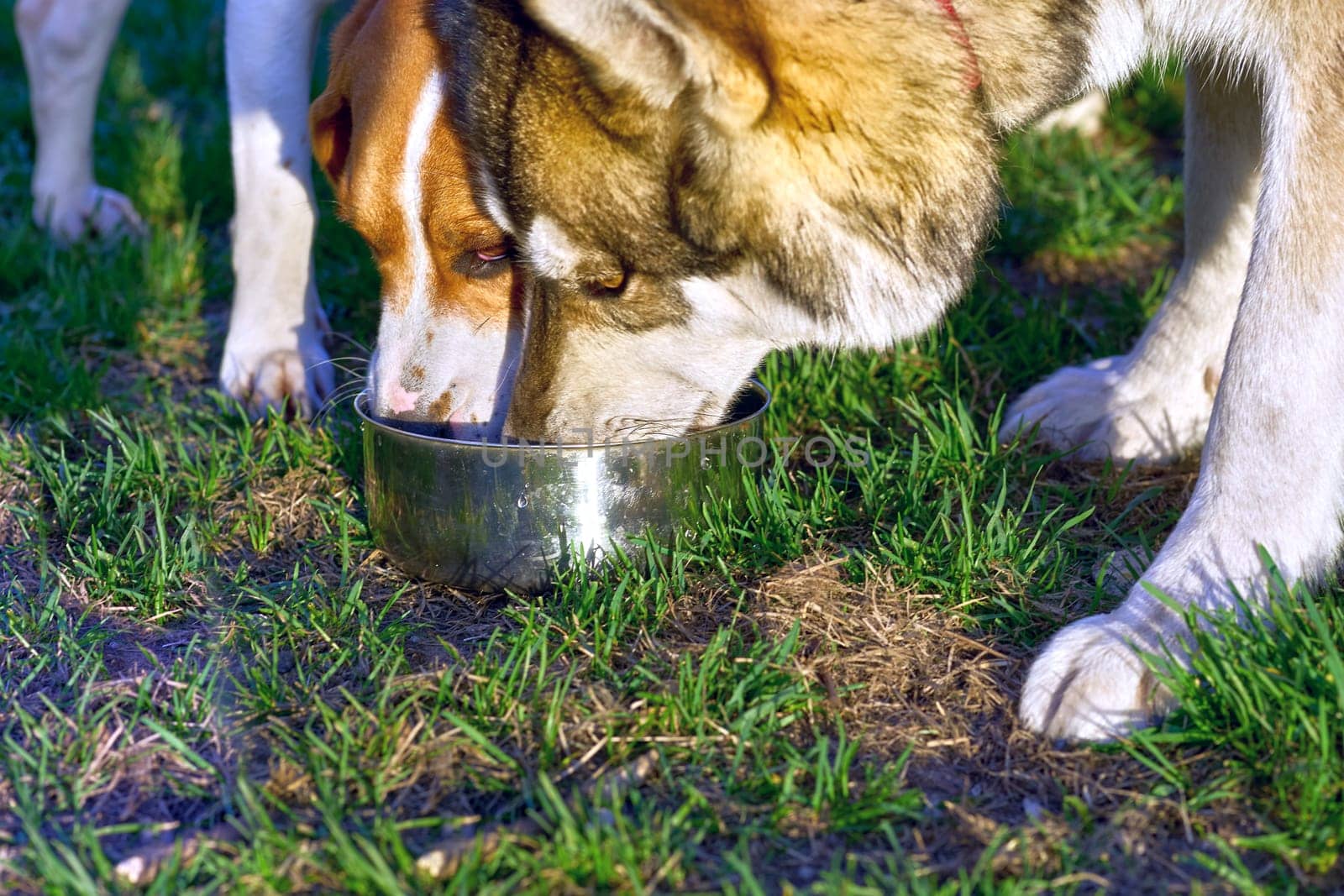 feeling a need to drink something.a domesticated carnivorous mammal that typically has a long snout, an acute sense of smell