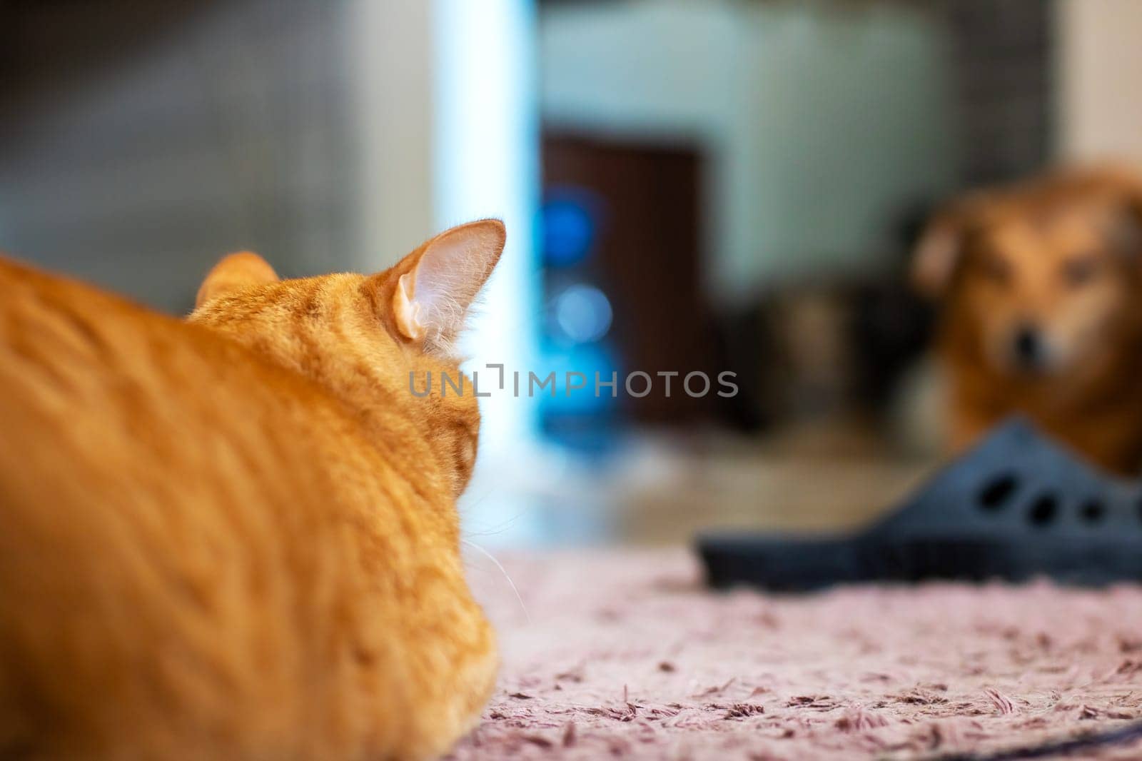 A domestic cat is comfortably laying on a soft rug while observing another cat nearby, showcasing their playful nature and curiosity