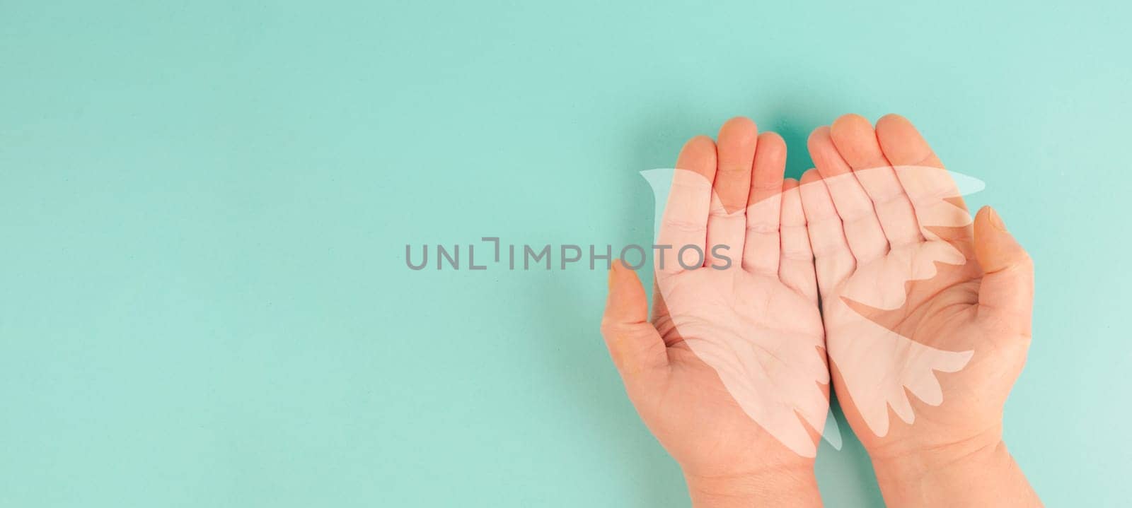 Hands holding white dove, symbol of peace and faith, freedom, charity and help concept, humanitarian aid