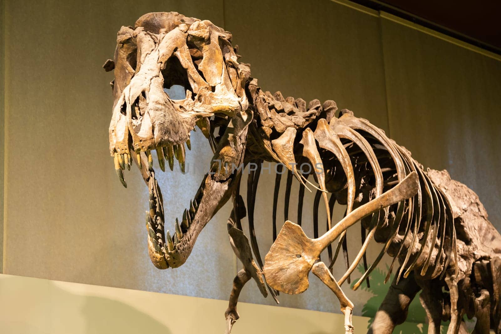 Milan, Italy- January 2023: Tyrannosaurus Rex fossil. Old t-rex skeleton in museum