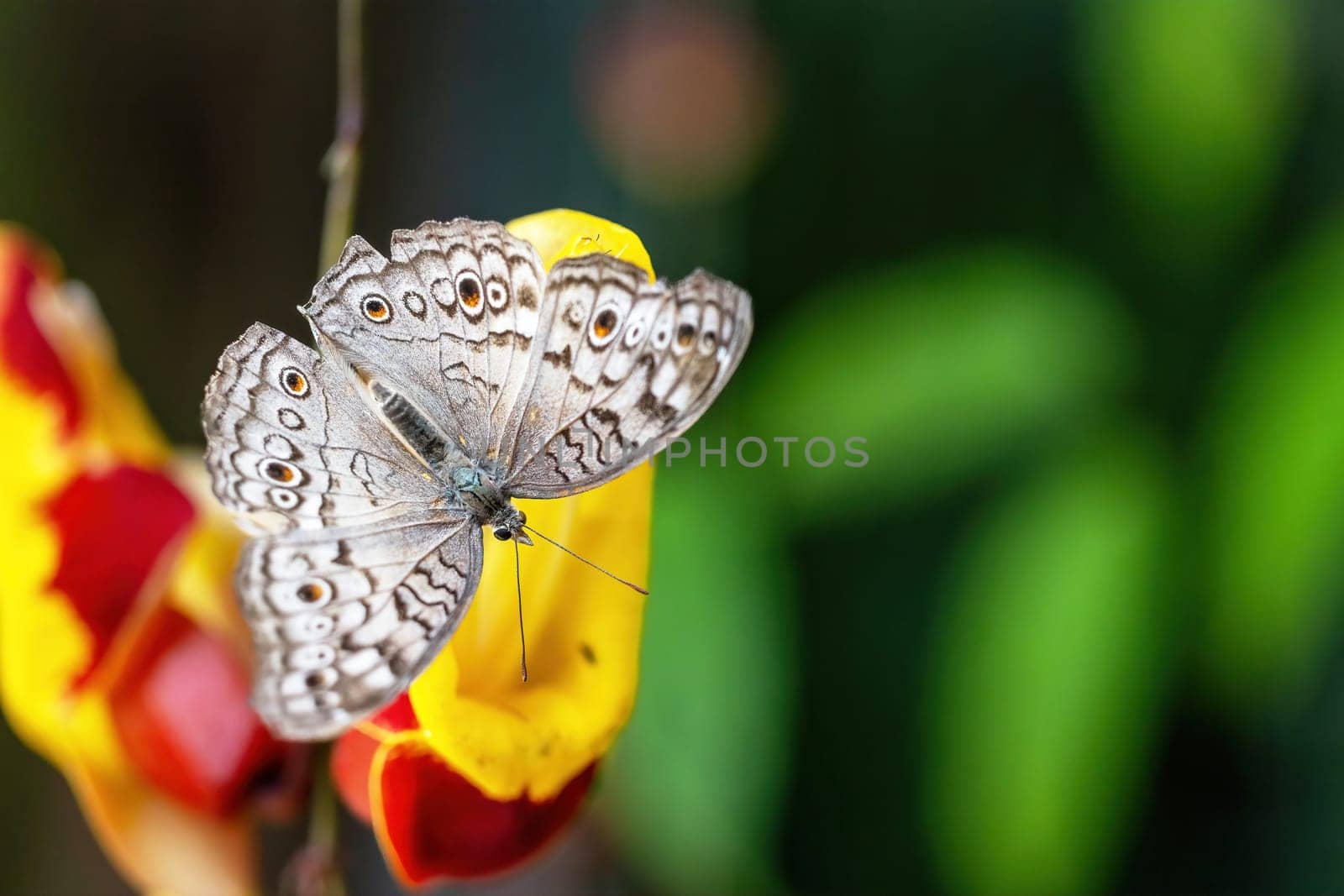 Grey pansy butterfly (Junonia atlites) is resting on colorful flower. Horizontally.