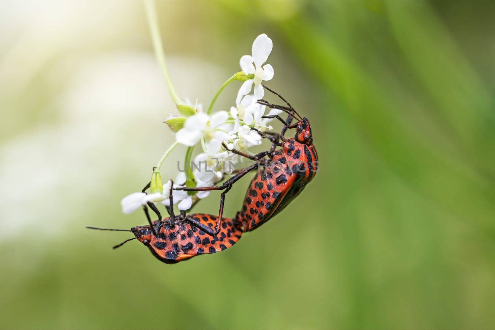 Mating pair of Striped bug  (Graphosoma lineatum) posing on a white bloom of hemlock closeup. Horizontally.