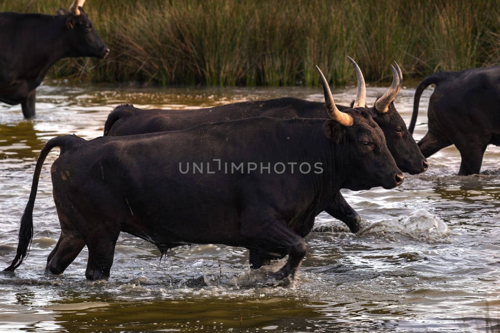 Bulls in the camargue land accross the river, France