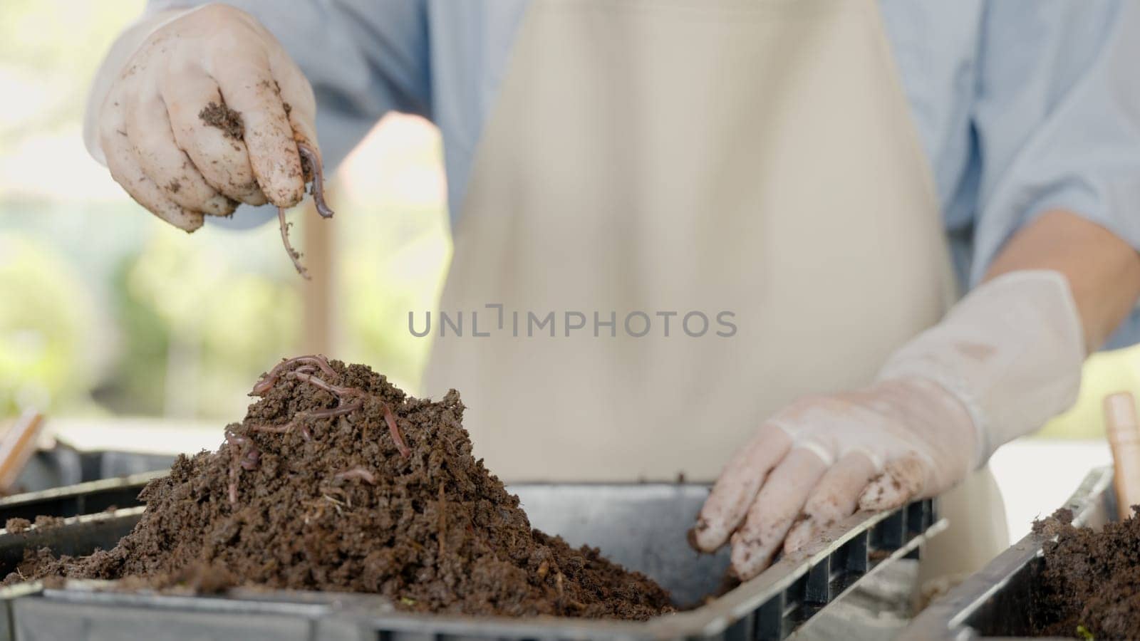 Hands holding worms with soil, organic fertilizer farming concept, farmer showing group of earthworms in his hands, Production of vermicompost from household food waste