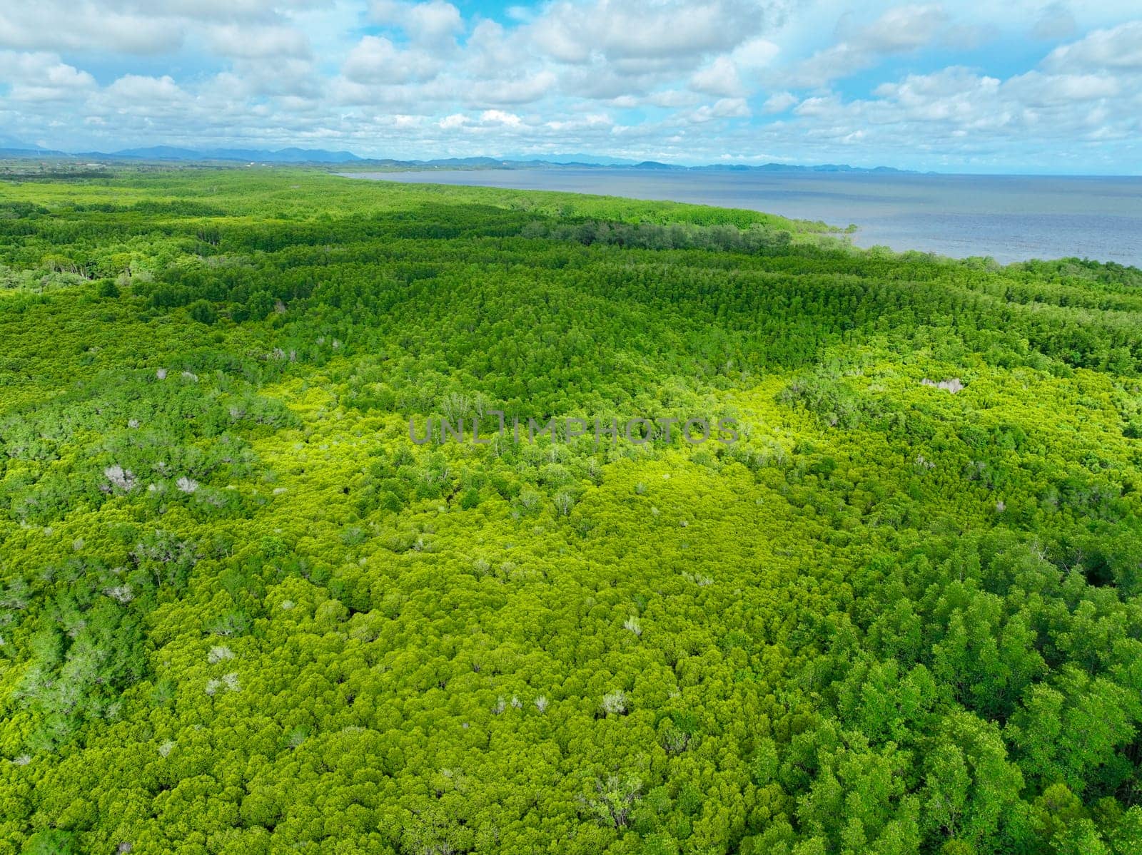 Aerial view green mangrove forest. Carbon storage, climate change mitigation, and conservation of vital marine habitats. Essential for coastal protection, restoration efforts, and blue carbon programs