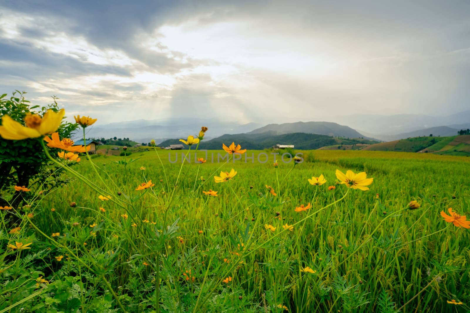 Serene rice field landscape with blooming yellow flowers under cloudy sky. Eco farming in lush rural environment during summer. Seasonal beauty, organic growth, and sustainable agriculture. Rural life