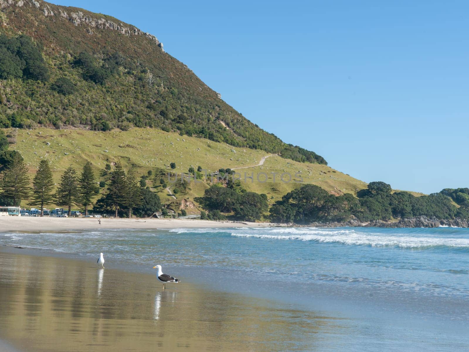 Landmark Mount Maunganui at end of long sandy beach under blue sky Tauranga New Zealand.