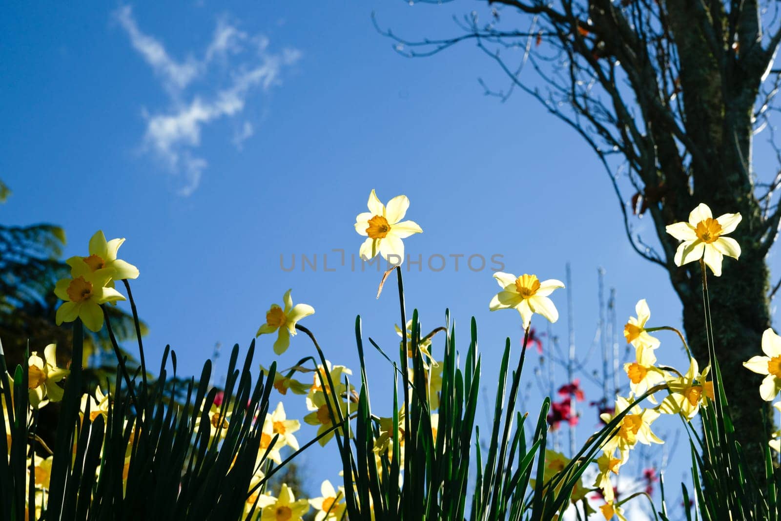 Yellow daffodils back-lit by sun against blue sky.