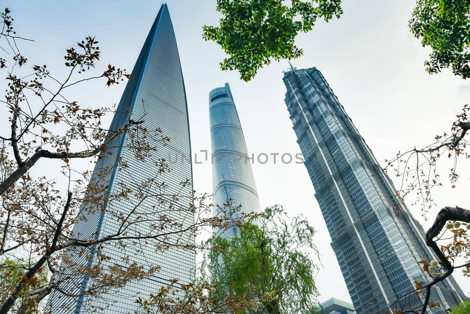 Shanghai, China - 1 April 2025: Low-angle view of Shanghai Tower, World Financial Center, and Jin Mao Tower against blue sky with tree leaves framing the composition