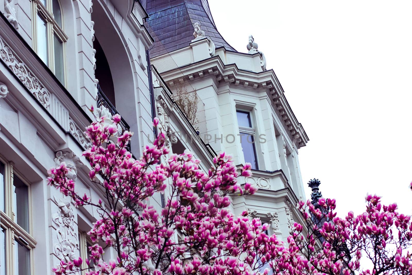 Magnolia tree with charming pink flowers blooms in spring against the backdrop of the facade of a white old beautiful architecture. High quality photo