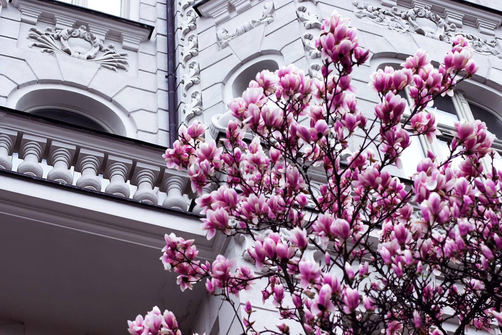 Magnolia tree with charming pink flowers blooms in spring against the backdrop of the facade of a white old beautiful architecture. High quality photo