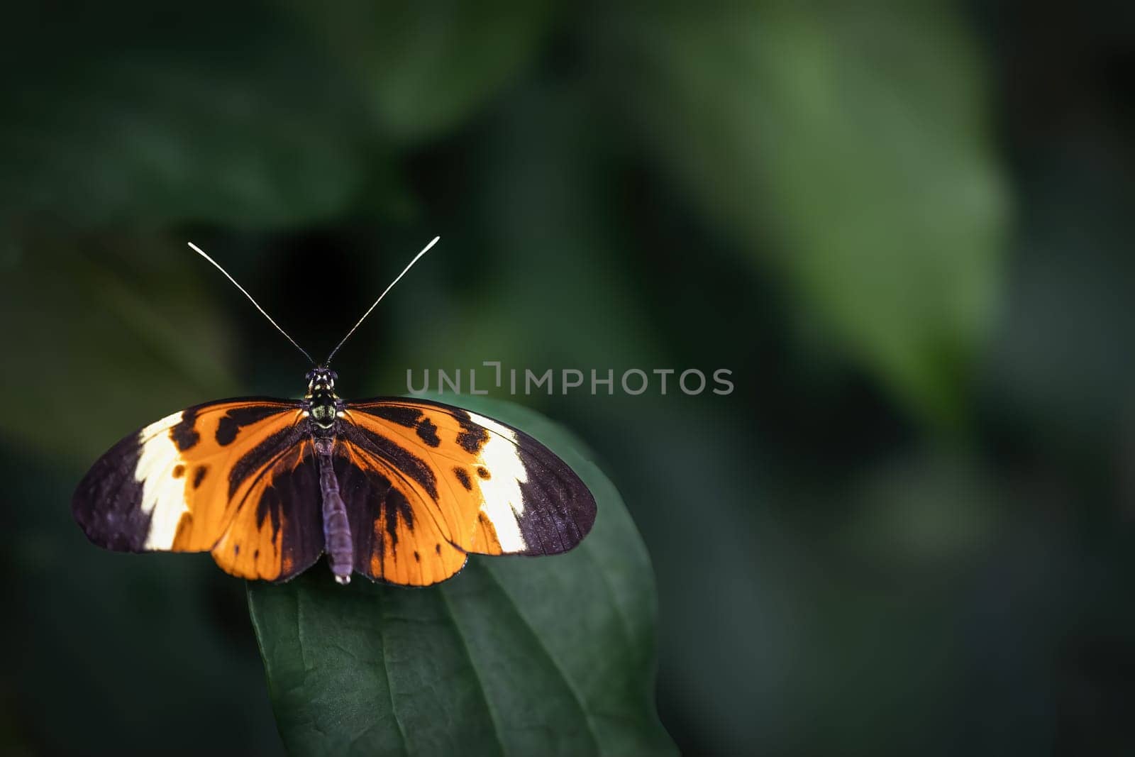 Beautiful Five-spotted longwing butterfly sitting on green leaf. All on the dark simple background. 