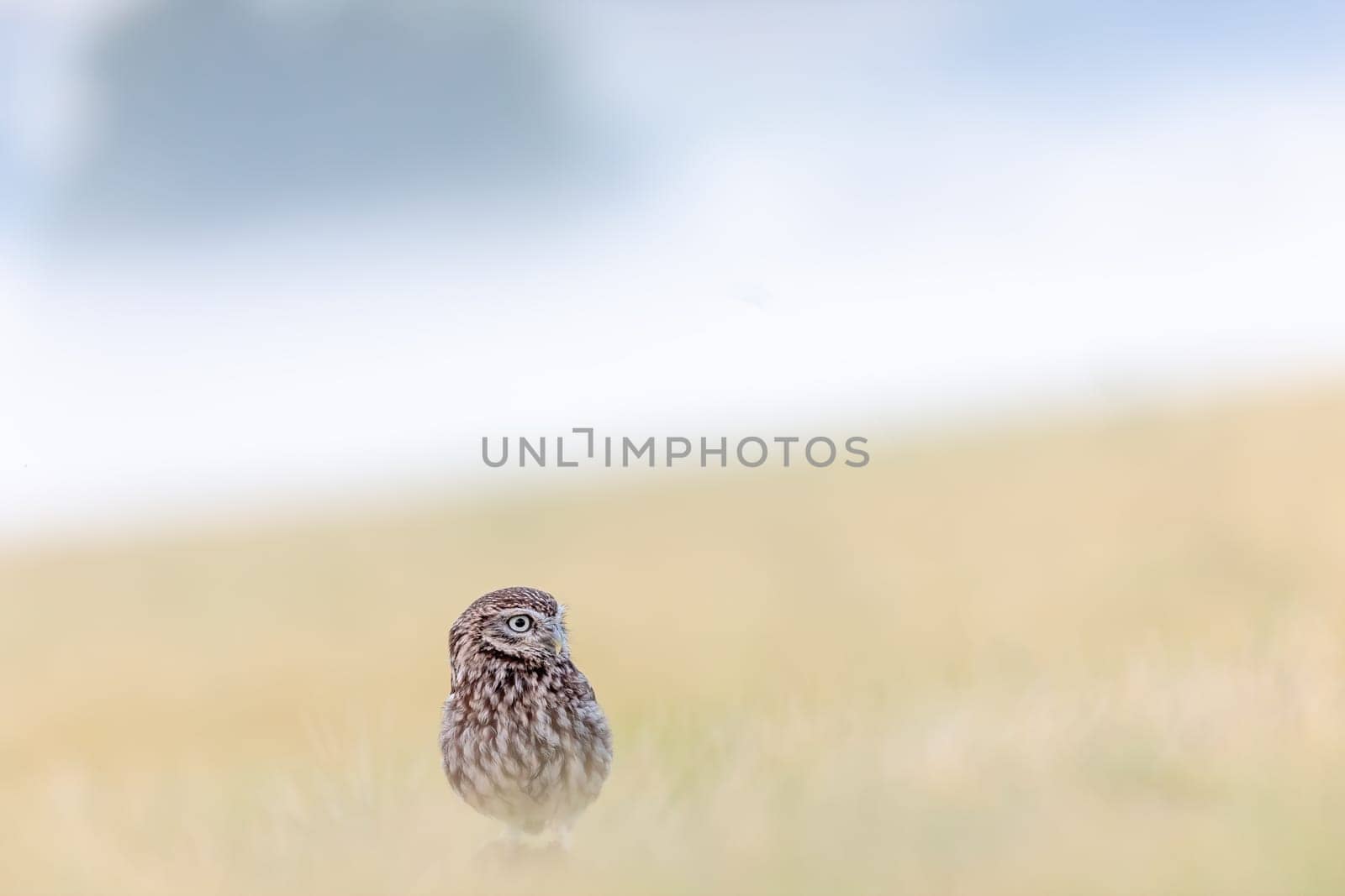 Cute Boreal Owl sitting alone at the bottom of the picture in summer cornfield with early morning fog in the background.. Horizontally. 