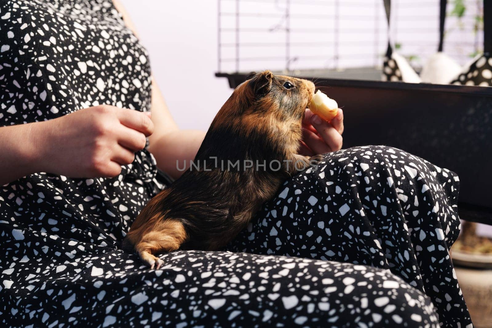 A pet guinea pig sits on its owner's lap, nibbling on a treat while the owner gently strokes it. They relax in a warm indoor environment filled with small animal care items.