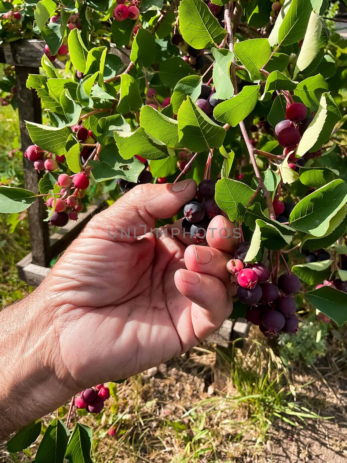 Harvesting ripe saskatoon berries in sunlit garden.