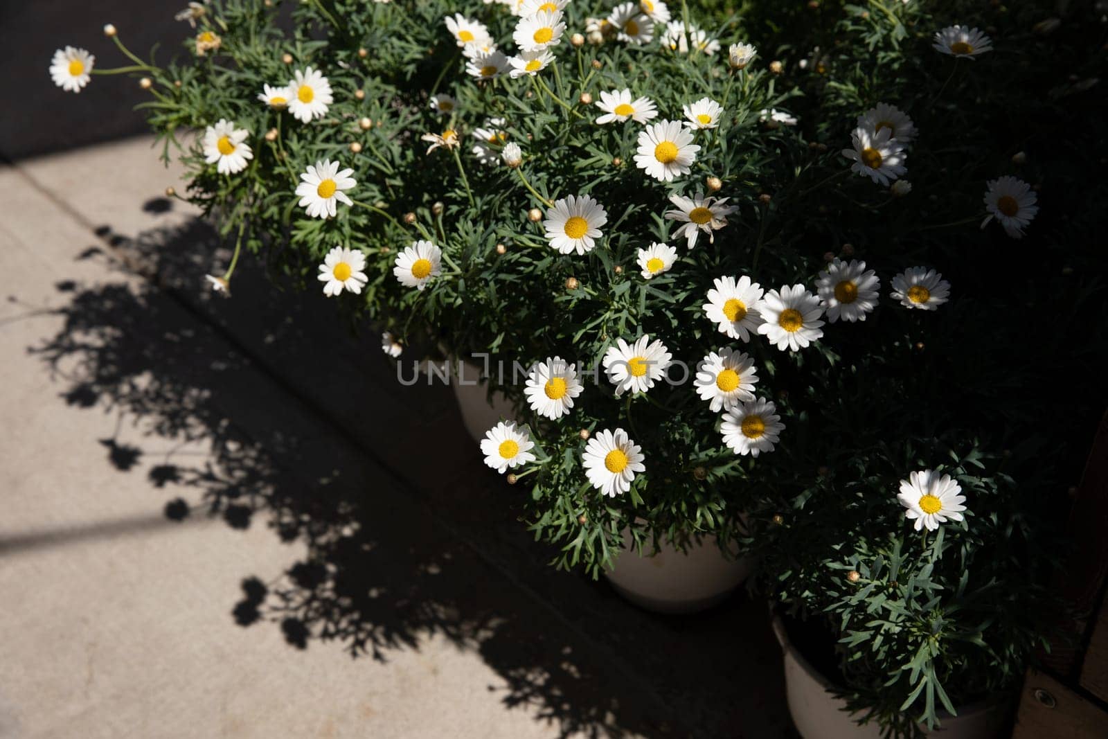 Blooming garden daysies Leucanthemum vulgare, commonly known as the ox-eye daisy, oxeye daisy, dog daisy potted at the greek flower shop in springtime. Horizontal. Daylight.