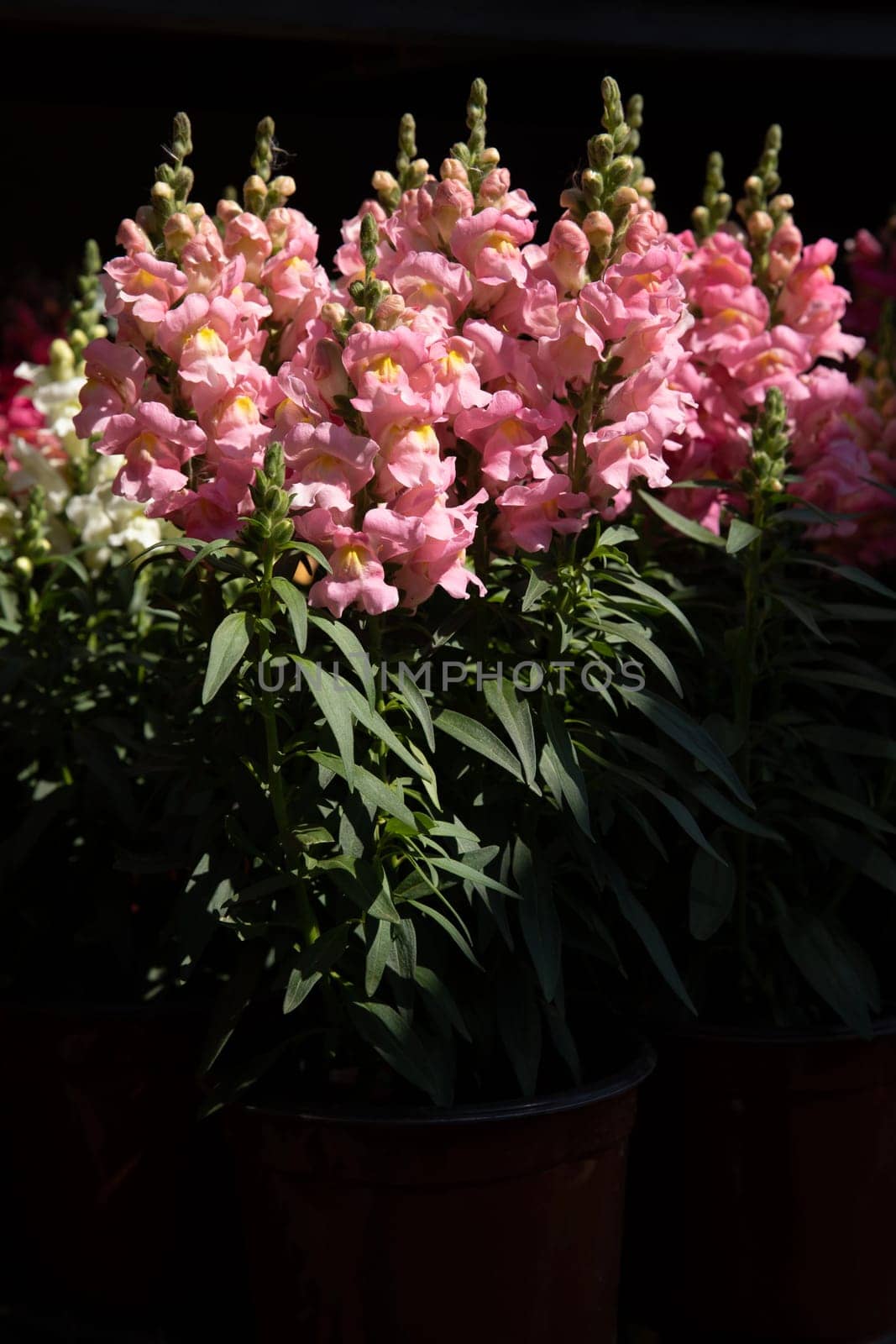 Snapdragon flowers in shades of pink stand tall in pots, basking in warm sunlight at a nursery. Lush green leaves complement the blooming flowers, showcasing natures elegance and charm.