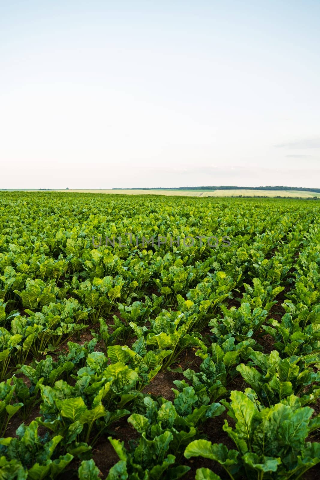 A vast sugar beet field with neat rows of healthy green plants. Captured during the growing season under clear sky, representing modern farming and sustainable agriculture.