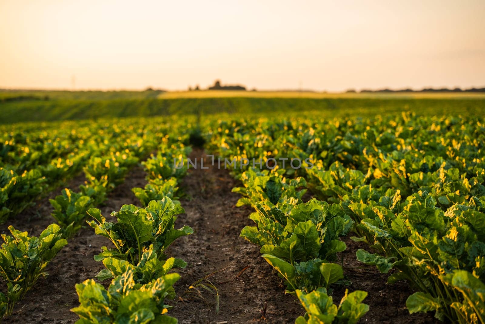An open field of sugar beet seedlings glowing in evening light. The long shadows and symmetry convey the rhythm of agricultural work and nature.