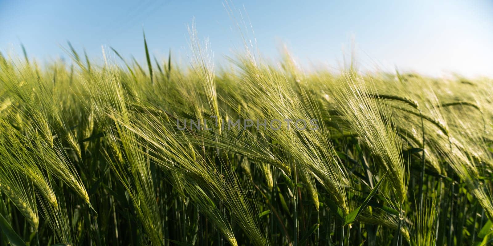 Close-up view of green barley gently moving in the wind under a clear sky. A perfect image to illustrate natural beauty, seasonal growth, and the harmony of farming and nature.