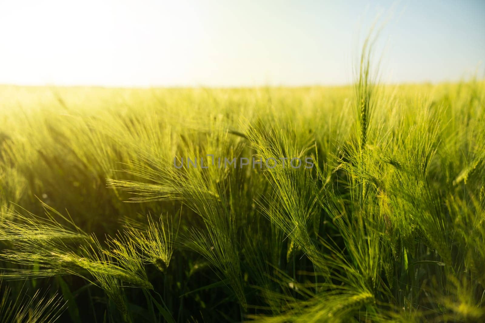 A vibrant cereal crop field filled with tall, healthy grain spikes. This close-up image illustrates the growth stage of barley or wheat, representing modern sustainable farming practices.