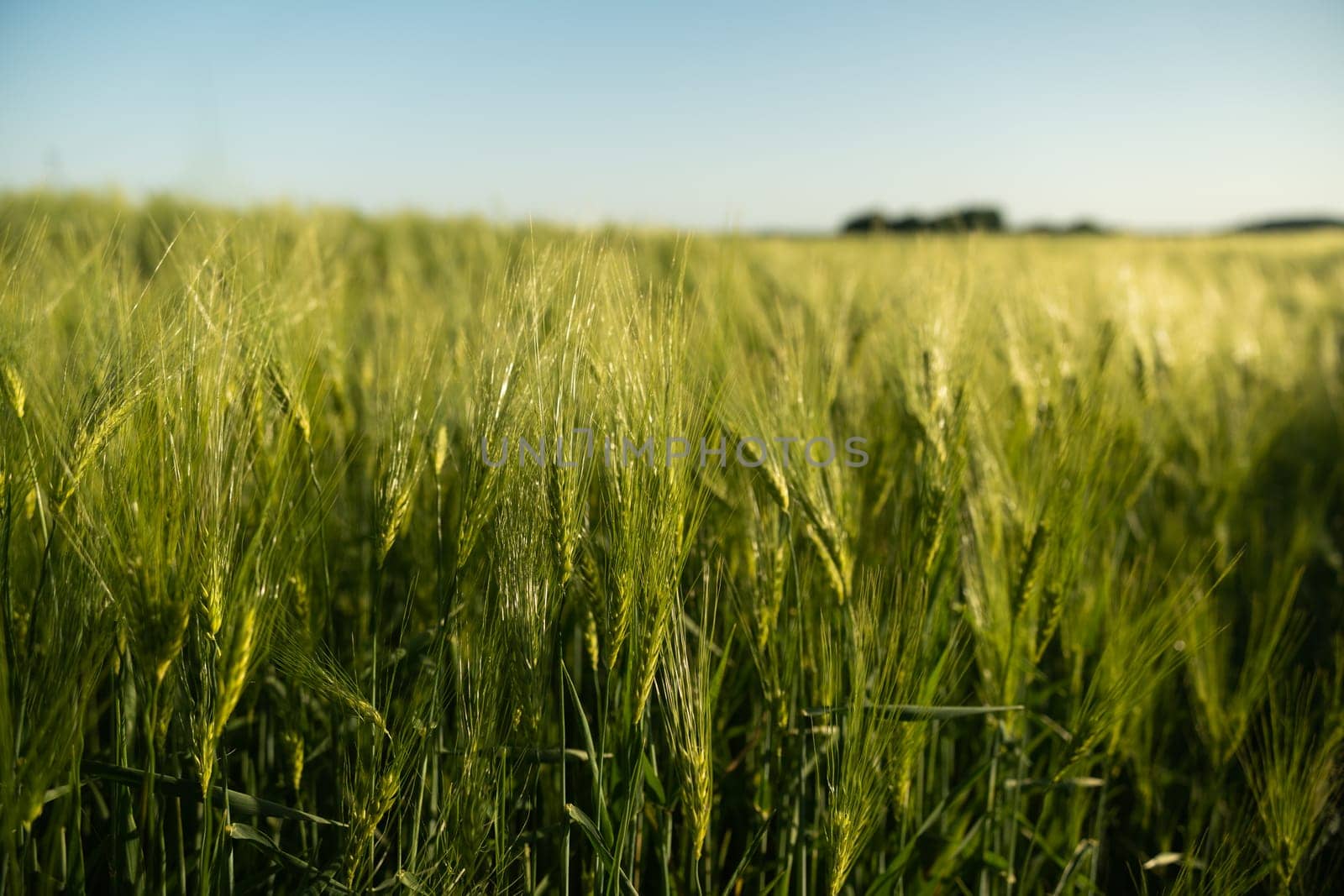 A peaceful rural scene with green barley spikes gently swaying in the breeze. Captured during early summer with natural sunlight and blue skies, reflecting the simplicity and beauty of agricultural nature.