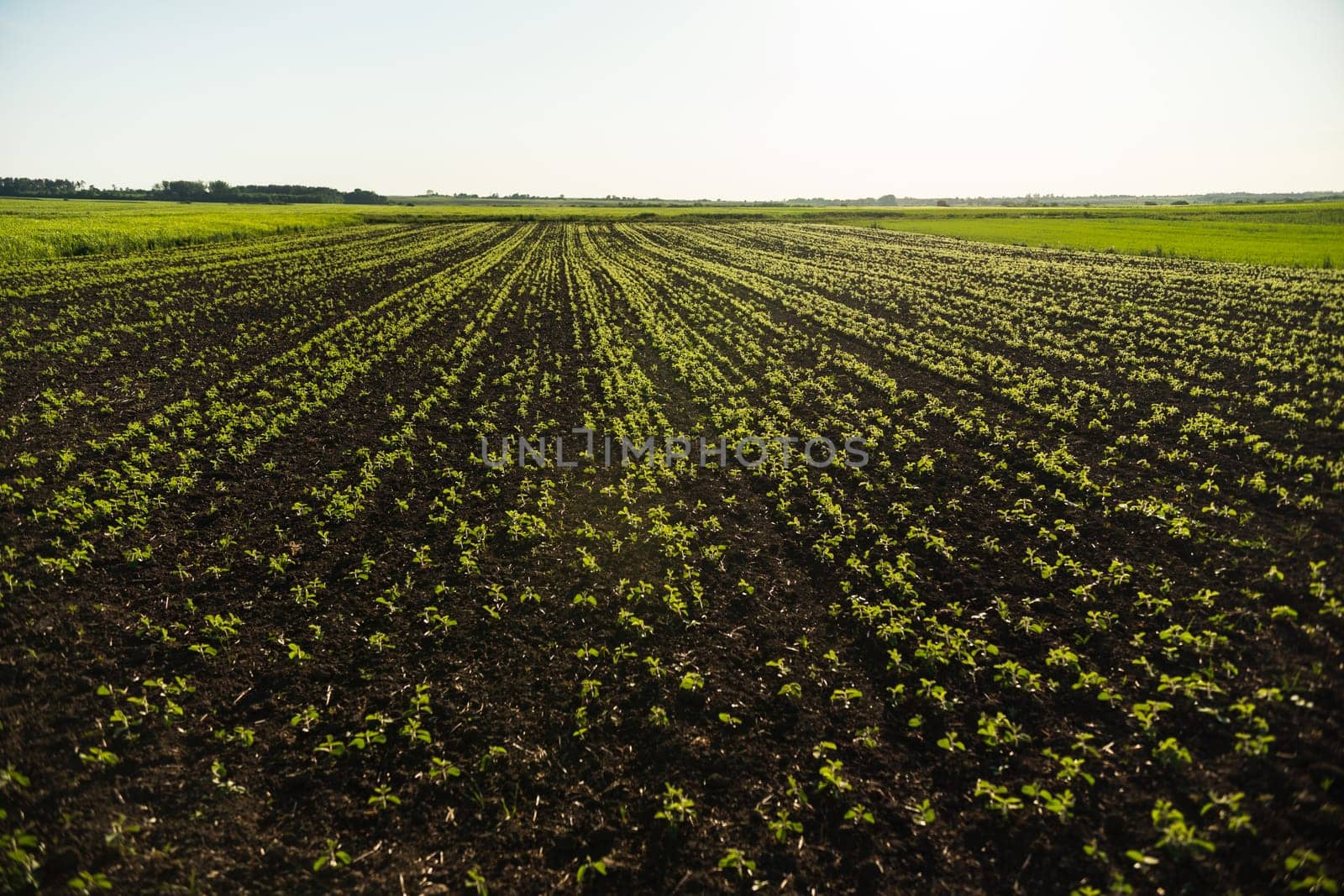 Early morning light shines on rows of young soybean plants sprouting in freshly cultivated soil. This image reflects sustainable agricultural practices and early-stage crop development.