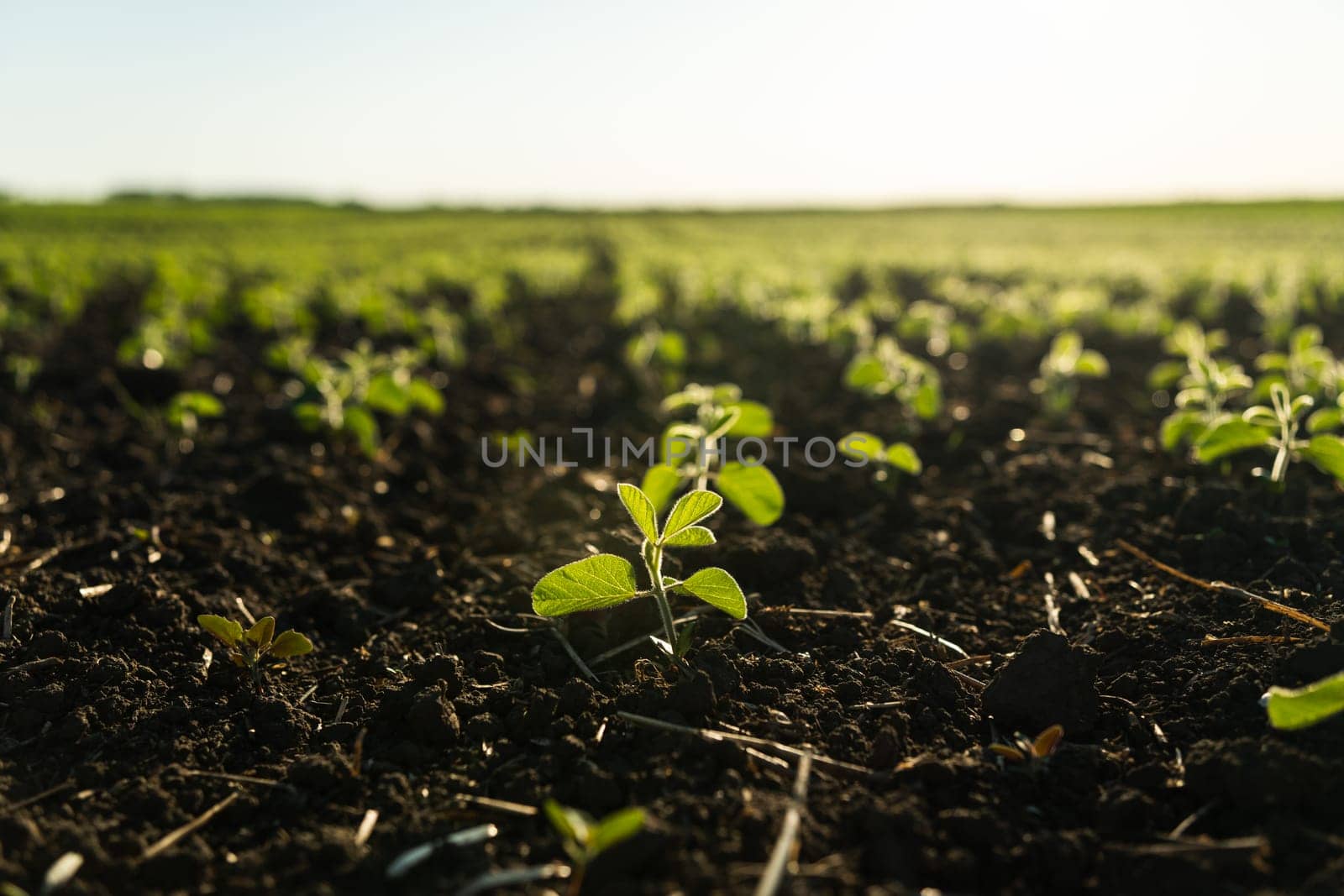 Detailed view of soybean sprouts rising from the soil, symbolizing growth, sustainability, and eco-conscious farming practices.