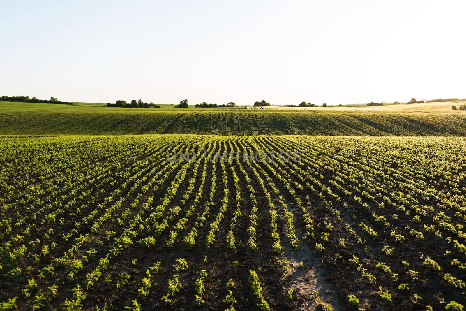 Wide view of an eco-friendly farming field with young soybean plants. Promotes sustainable agricultural practices and plant-based protein sources.