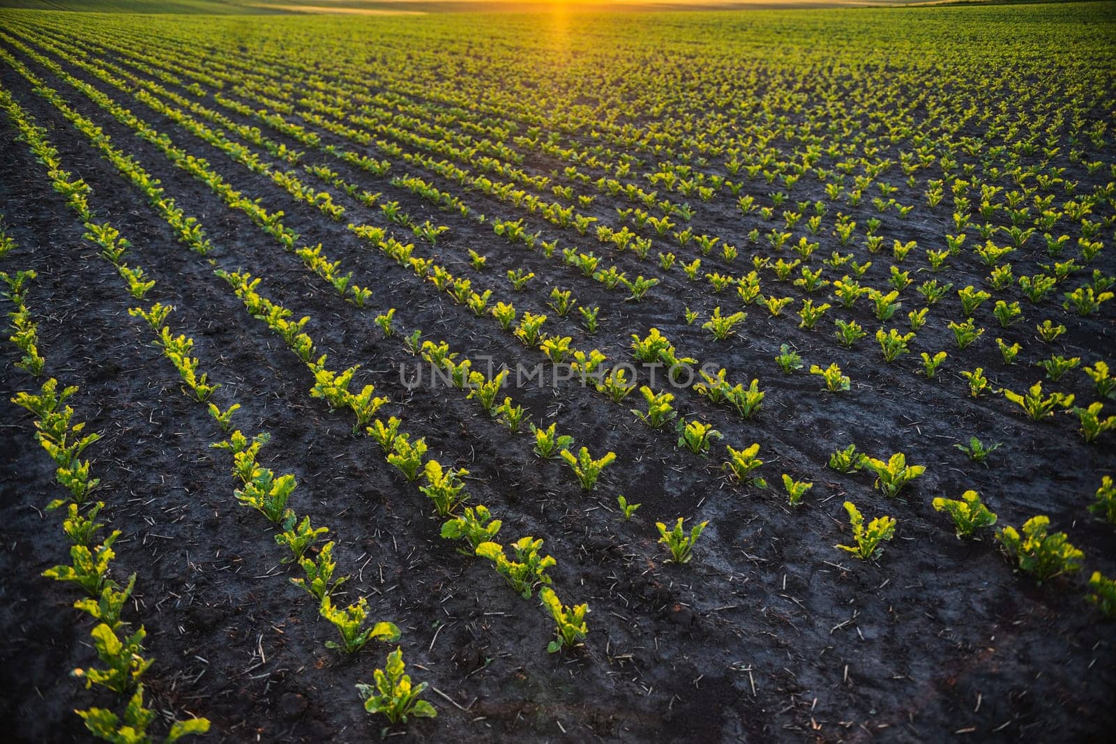 A peaceful farming landscape with green beetroot crops planted in neat rows under the setting sun. Shows harmony between land and cultivation.