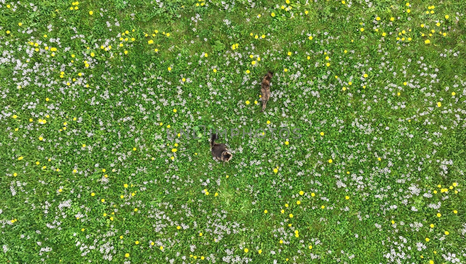 Drone shot of two cats sitting in a dandelion meadow