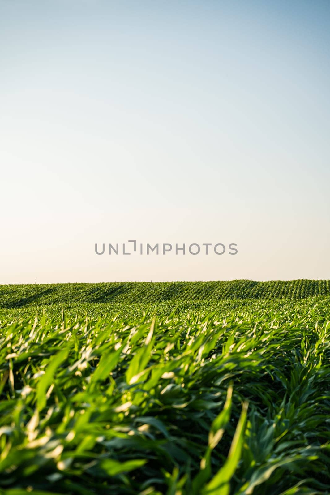Corn plants growing in perfect rows across a wide farming field. The even spacing and gentle slope illustrate early summer cultivation and systematic crop production.