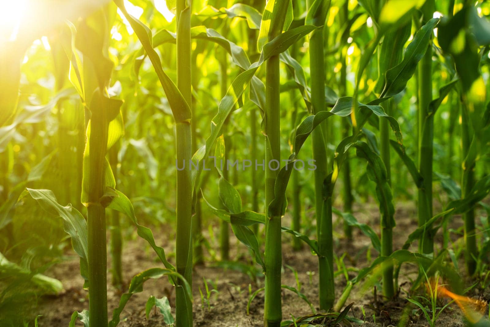A symbolic image of sustainable agriculture: rows of tall green corn growing in healthy soil with warm sunlight streaming through. Captures the spirit of eco farming and environmental care.