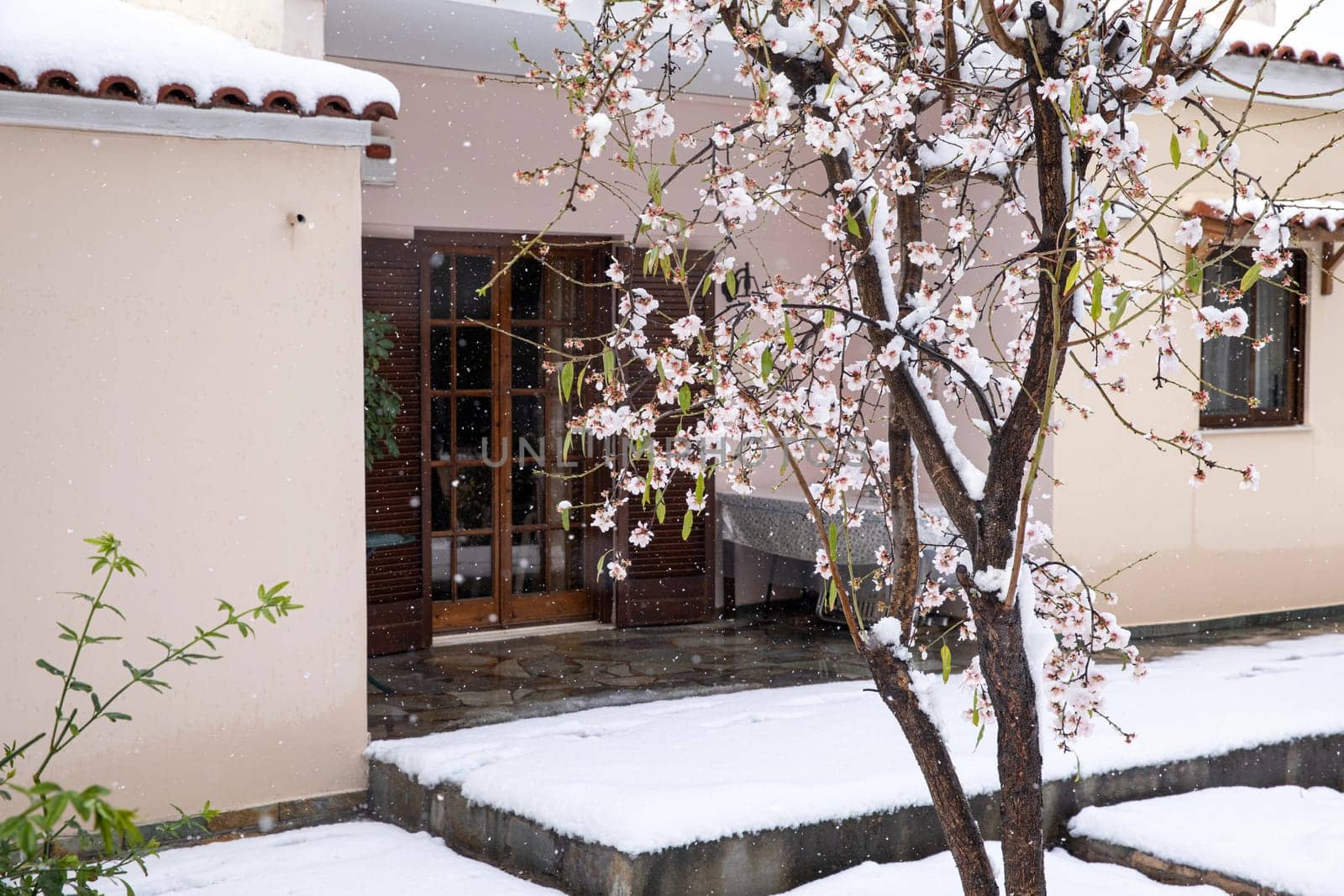 Winter morning snow covered blooming almond tree branches in Athens, Greece, 15th of February 2021. Horizontal.