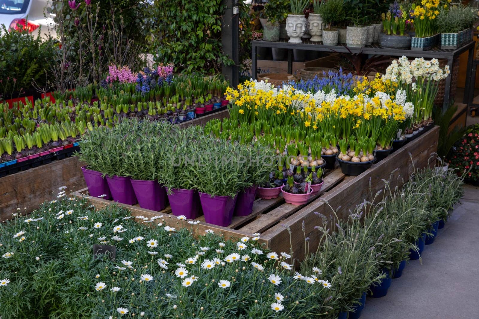 Variety of spring flowers in pots such as daffodils, hyacinths, lavender, daisies in a garden shop - Athens, March.