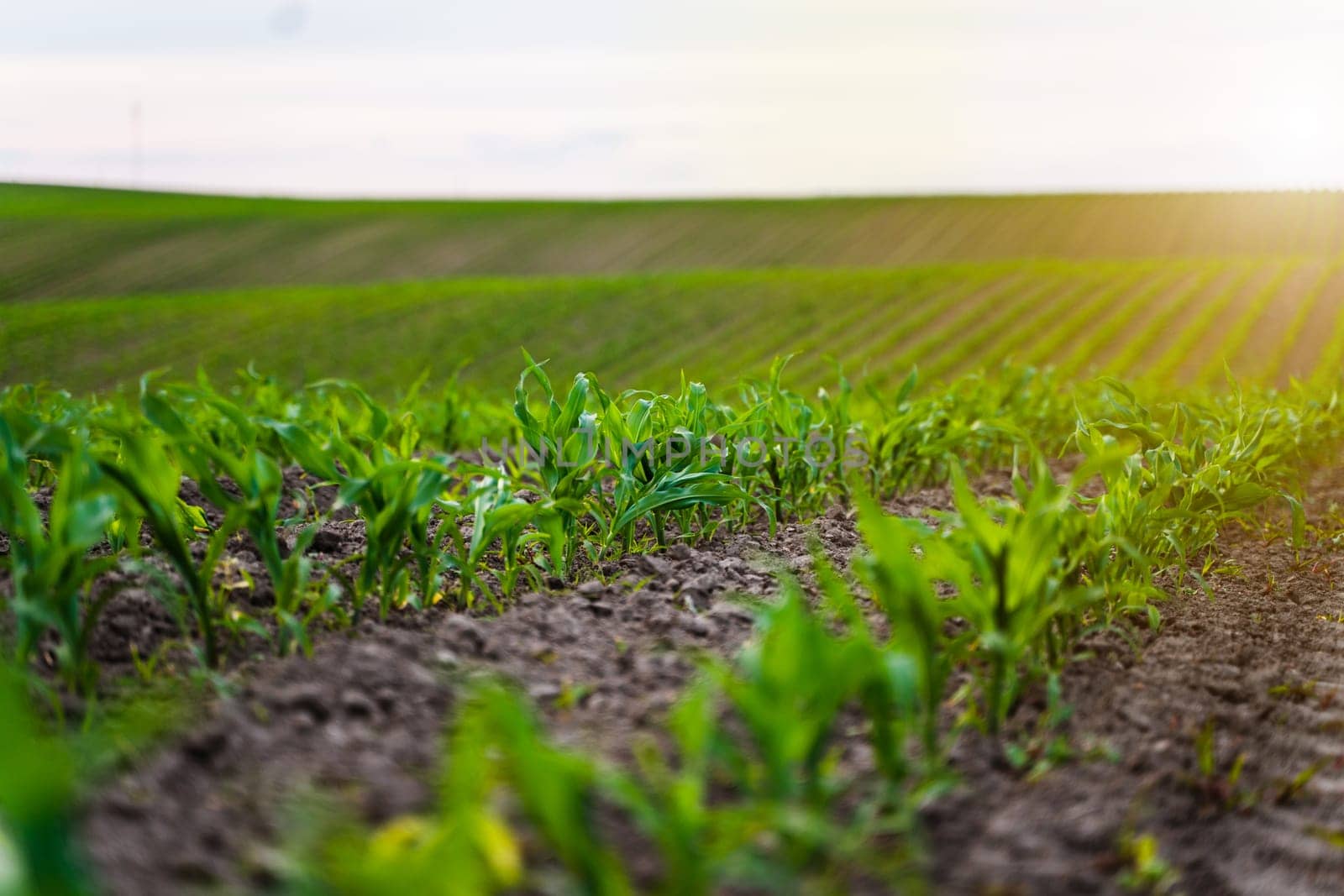 Wide view of corn seedlings in neat rows across gently sloping farmland. The warm evening light enhances the structure of the field and showcases young plant development in perspective.