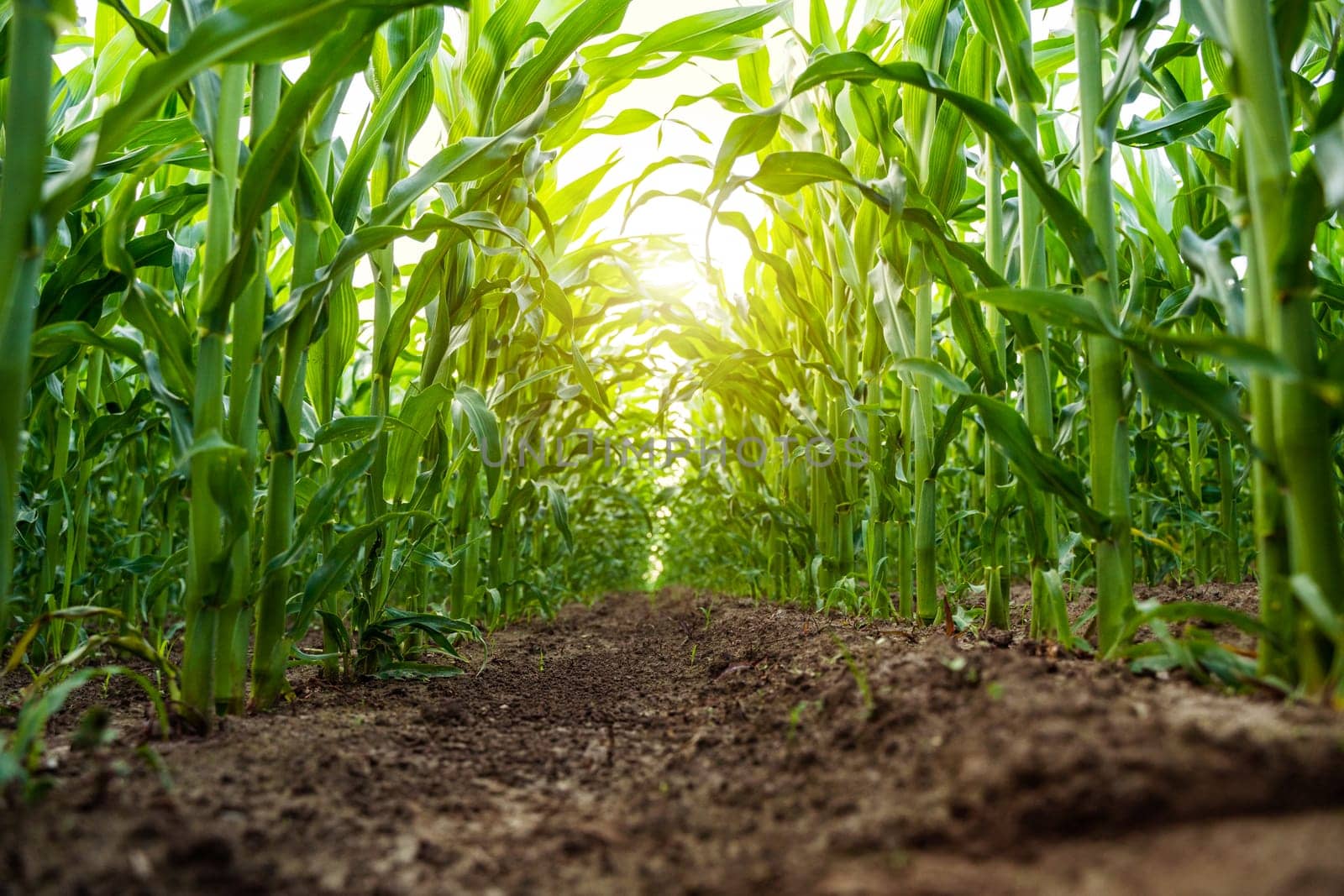 Low-angle perspective from the soil level looking up through tall green corn stalks. Sunlight filters through leaves, creating a tunnel effect in a healthy midsummer cornfield.
