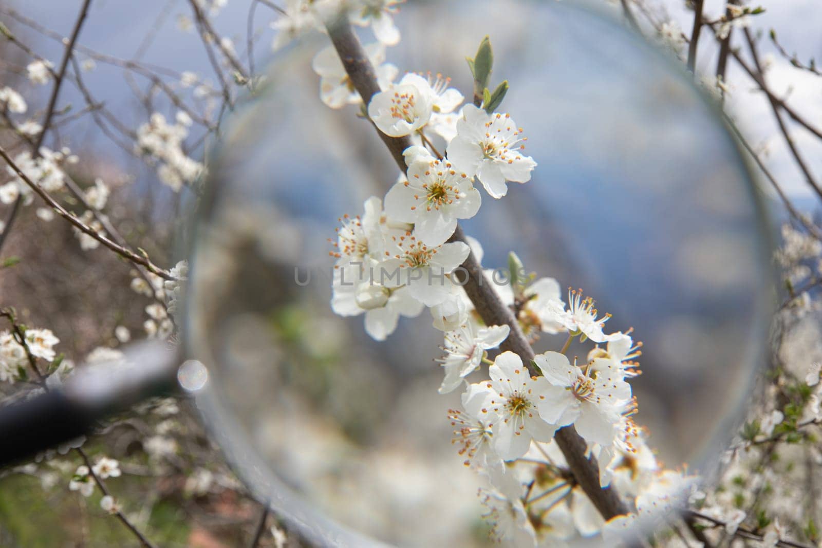 Close view through blurry magnifying glass at reveals delicate white blossoms reflecting the essence of springtime.