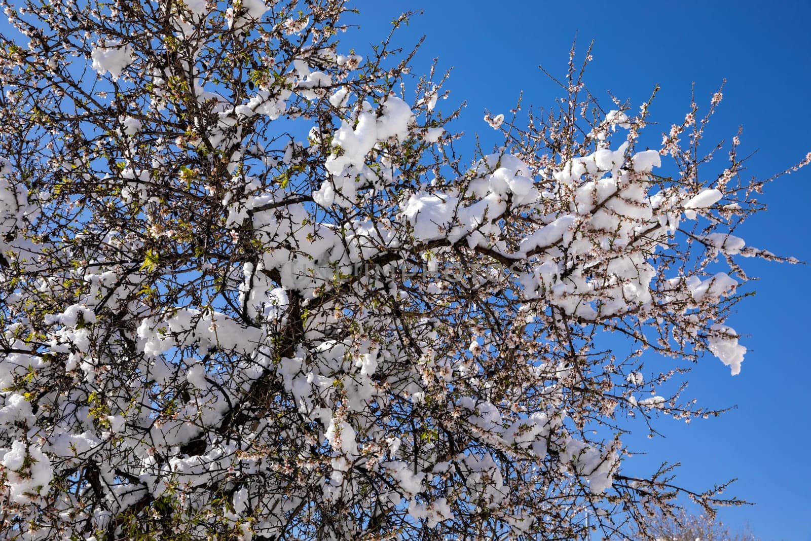 Winter morning snow covered blooming almond tree branches against the blue sky background in Athens, Greece, 17th of February 2021. Horizontal.